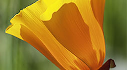 CALIFORNIA  POPPY
